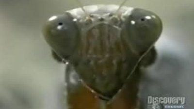 Peygamber Devesi Fare Avında.