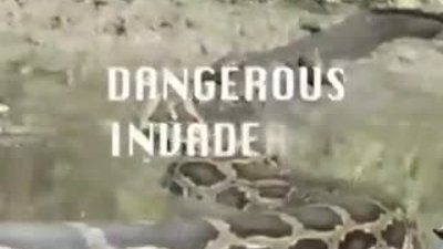 Dev Piton Timsahı Yutuyor