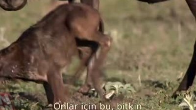 Vahşi Doğada yavru olmak zordur HD