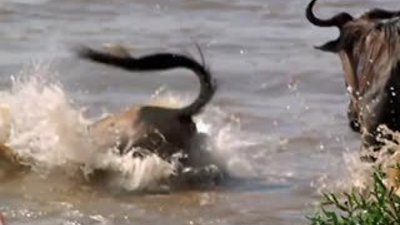 Göç yolunda Timsahların kanlı pususu HD