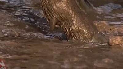 Çamura saplanan mandanın korkunç ölümü HD