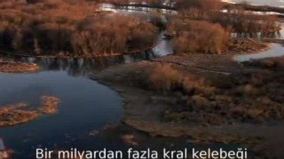 Peygamber Devesinin Kral kelebeği avı