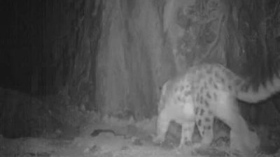 Kar Leoparları Çok nadir görülüyorlar