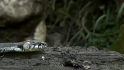 Ayı ve İnsan - 3 - Artvin Belgesel