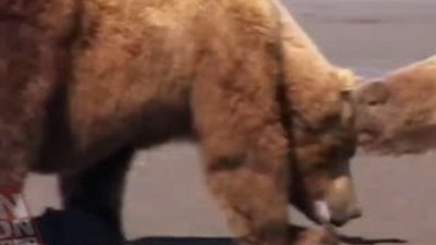 İki dev ayının ölümcül kapışması HD