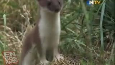 Tuncel Kurtiz anlatıyor: Gelincik tavşan avında