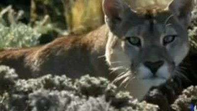 BBC kamerasından büyüleyen görüntüler