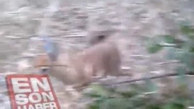 Leopar Yavru Antilopla Önce oynadı, sonra öldürdü