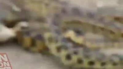 Sincap Yılanı Çaresiz Bıraktı HD