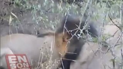 Erkek Aslanlar domuzu canlı canlı yedi 