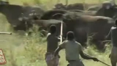 Afrika yerlilerinin vahşi av taktiği +18
