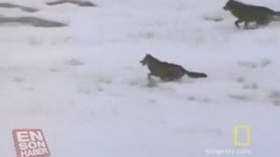 Kurtların Avlanma taktiği