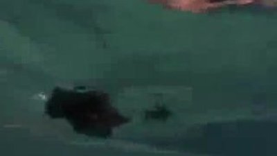 Zıpkınla Balık Avı