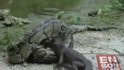 Piton timsahı diri diri yuttu