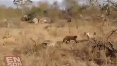 Leoparların Kavgasını Sırtlanlar ayırdı