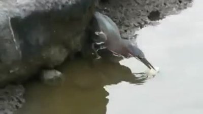 Balıkçıları kıskandıran kuş