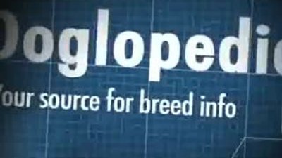 Bichon Fris Guide - Doglopedia