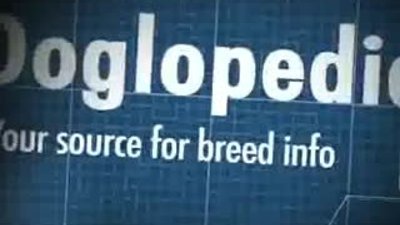 Border Collie Dog Guide - Doglopedia