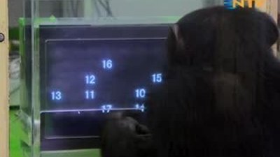 Dünyanın en zeki hayvanı