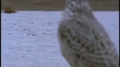 Şahin yaban kazını böyle parçaladı