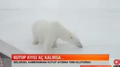 Kutup Ayısı aç kalırsa