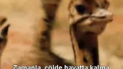 BBC: Africa 2013 - 1. Bölüm - Kalahari  (2-4)