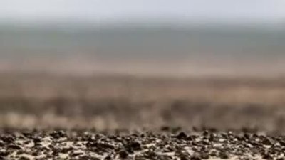 İşte Sıcağa En Dayanıklı Kara Canlısı HD