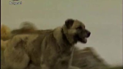 Kangal Köpeği Belgeseli 1. Bölüm
