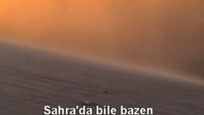 Sahra Çölünde 100 Yıl yaşayabilen mucize bitki HD