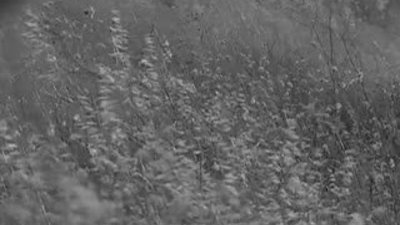 Neşet Ertaş Anısına...