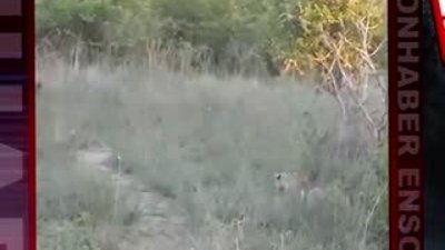 Leopar avını havada yakaladı