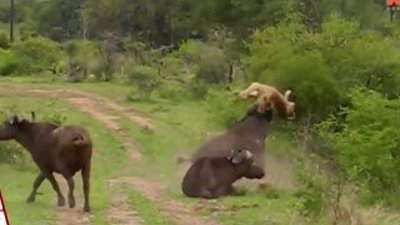 Bufalo aslanı uçurdu