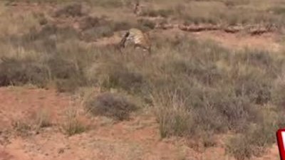 Kaplanların inanılmaz kavgası