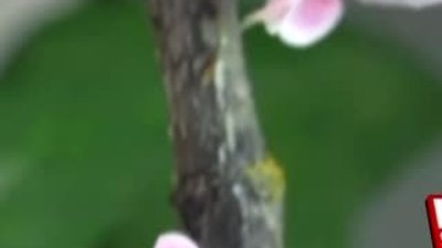 Çiçeğe benzeyen Peygamber devesi