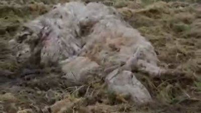 Bataklıktan Koyun Çıkartıp Kalbini Çiğ Çiğ Yedi