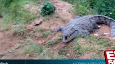 Timsaha yapılan şakanın sonu olur mu HD