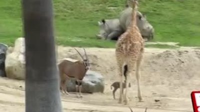 Zürafa yavru ceylanı tekmeledi