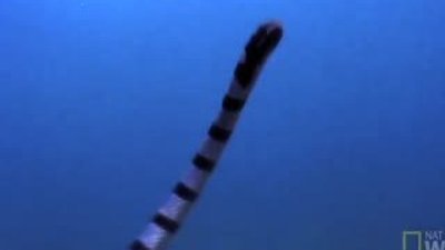 Kartalın Deniz Yılanı avı HD