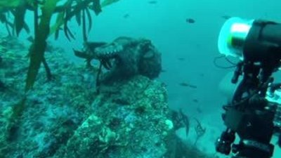 Ahtapot Çekim Yapan Dalgıcın Kamerasına göz koyarsa