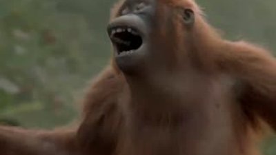 Orangutandan harika dans performansı