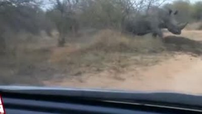 Gergedan arabaya saldırdı 