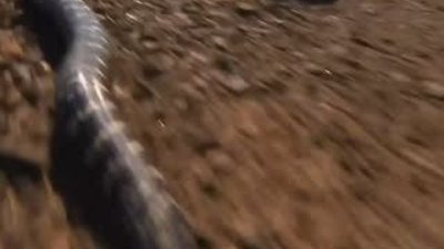 Yılanın Bukalemun Avı