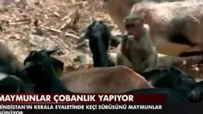 Çobanlık yapan maymunlar