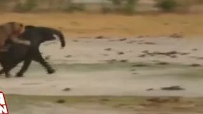 Aslanların fil avı