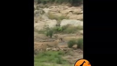 Aslanların Zürafa Avı