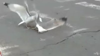 Kavga eden martıları vatandaş ayırdı