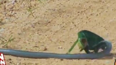 Bukelamun ve kara mamba kapışması