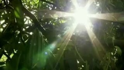 Vanilya nasıl yapılır