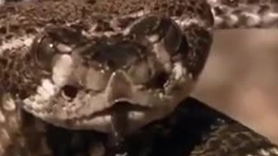 Yılana her kuşun etinin yenmeyeceğini gösterdi