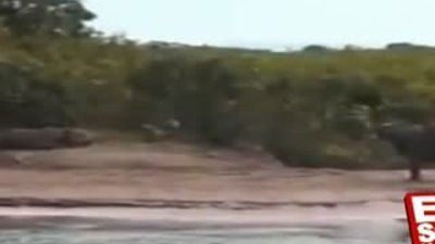 Jaguar'ın kapibara avı